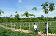 Công ty TNHH MTV cao su Quảng Trị trồng mới, tái canh hơn 400 ha cao su